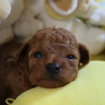 トイプードル(ティーカップ)【香川県・女の子・2025年11月19日・レッド】の写真「マズルの短い小さな女の子👧🏻」