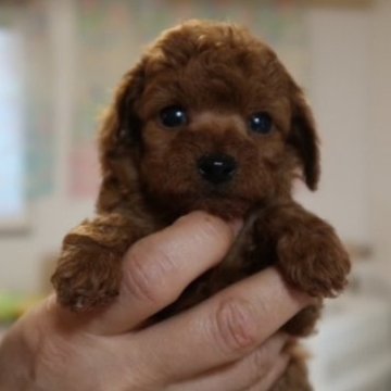 ティーカッププードル【香川県・男の子・2025年11月19日・レッド】の写真「兄弟の中で少し大きな男の子👦🏻」