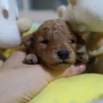 トイプードル(タイニー)【香川県・男の子・2025年11月28日・アプリコット】の写真「クリームに近いアプリコットです❣️」