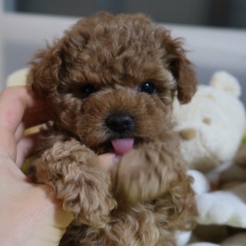 ティーカッププードル【香川県・女の子・2025年11月11日・アプリコット】の写真「人懐っこくて、元気に走ってます❣️👧🏻」