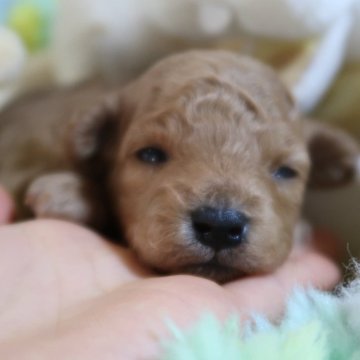 トイプードル(タイニー)【香川県・男の子・2025年11月19日・レッド】の写真「兄弟の中で少し大きな男の子👦🏻」