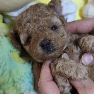 トイプードル(タイニー)【香川県・女の子・2025年11月11日・アプリコット】の写真「小さ目タイニー2.5kg前後👧🏻」