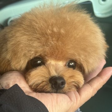 トイプードル(ティーカップ)【香川県・男の子・2024年12月28日・レッド】の写真「マズルの短い可愛いお顔の男の子！」
