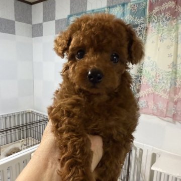 トイプードル(ティーカップ)【香川県・男の子・2025年4月5日・レッド】の写真「兄弟みんな、お目目がくるくる😍」