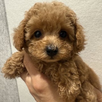 トイプードル(タイニー)【香川県・男の子・2025年4月12日・アプリコット】の写真「マズルの短い、ママ似の男の子👦🏻」