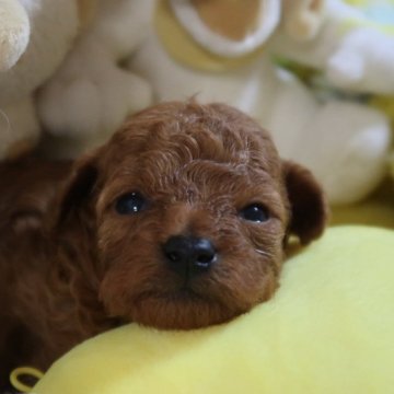 トイプードル(タイニー)【香川県・男の子・2025年11月19日・レッド】の写真「４人兄弟元気な男の子👦🏻」