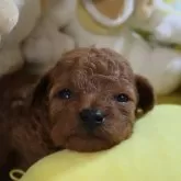 ティーカッププードル