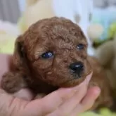 ティーカッププードル