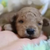 タイニープードル