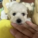 ティーカッププードル