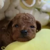 タイニープードル