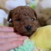 ティーカッププードル【香川県・女の子・2025年11月19日・レッド】の写真4