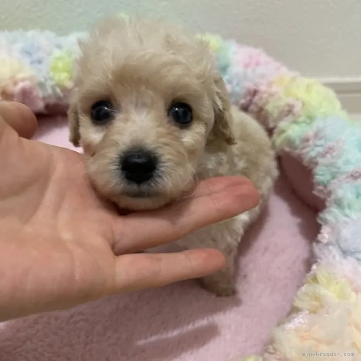 ID:2308-03251の子犬