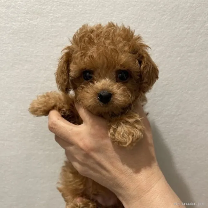 あこ 様のお迎えした子犬