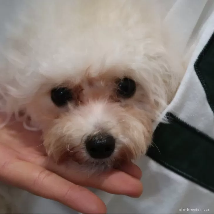 ID：2401-07128の子犬