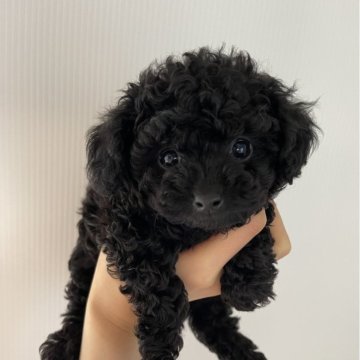 トイプードル(ティーカップ)【香川県・男の子・2024年1月28日・ブラック】の写真「とても可愛いお顔のブラックちゃん💗」