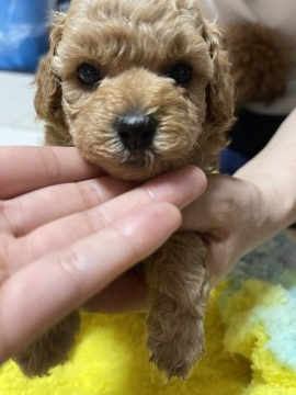 トイプードル(タイニー)【香川県・女の子・2021年9月7日・アプリコット】の写真「両親遺伝子検査問題なし、元気な女の子💕」