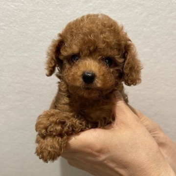 トイプードル(ティーカップ)【香川県・男の子・2023年5月5日・レッド】の写真「とても小さく可愛い男の子😍」