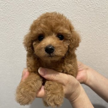 トイプードル(タイニー)【香川県・男の子・2023年7月15日・レッド】の写真「ドワーフ、胴の詰まりが良い⭕️」