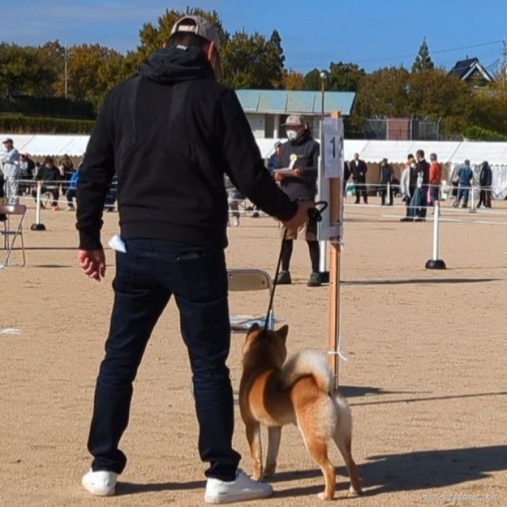増田暁道ブリーダー