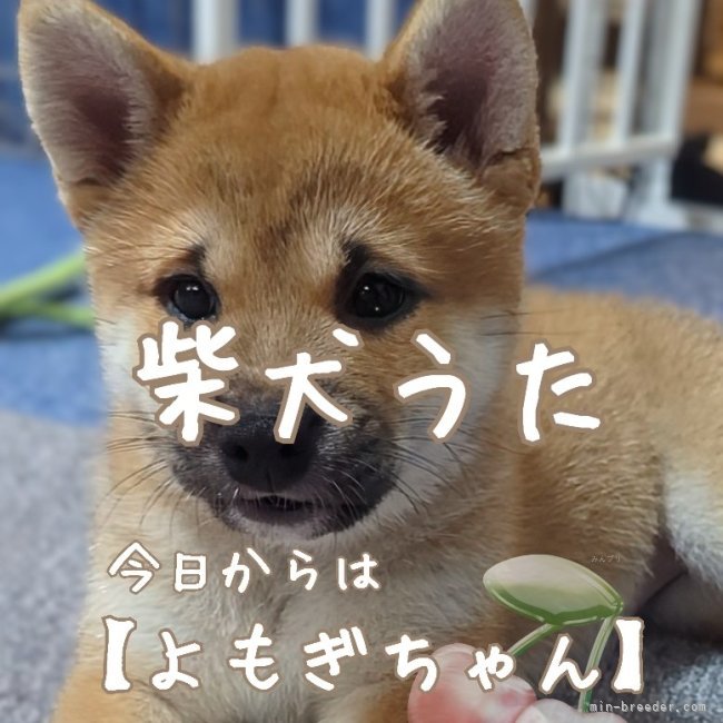 増田暁道ブリーダーのブログ：柴犬 仔犬 今日のおチビ達(09.25)🐾