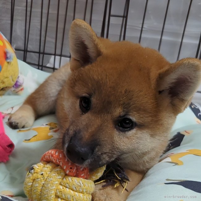増田暁道ブリーダーのブログ：柴犬 仔犬 今日のおチビ達(08.06)🐾