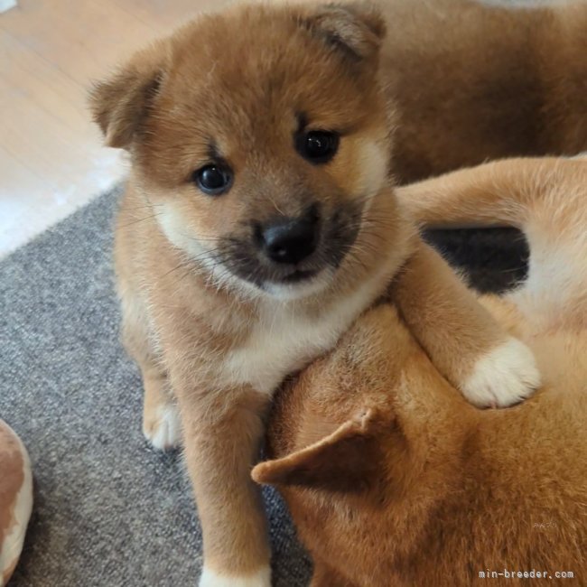 増田暁道ブリーダーのブログ：柴犬 仔犬 今日のおチビ達(08.31)🐾