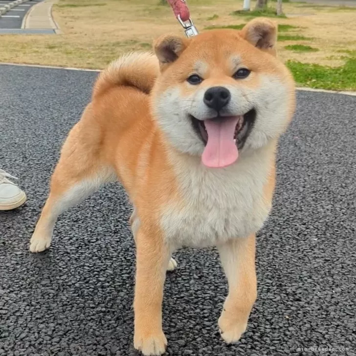 E.M 様のお迎えした子犬