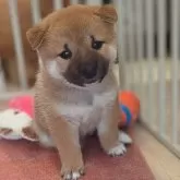 柴犬(標準サイズ)