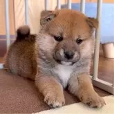 柴犬(標準サイズ)