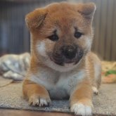 柴犬(標準サイズ)