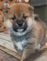 柴犬(標準サイズ)【岐阜県・男の子・2025年1月6日・赤】の写真3