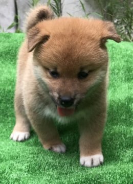 柴犬(標準サイズ)【岐阜県・女の子・2019年7月6日・赤】の写真「マイペースの甘えん坊の女の子です」