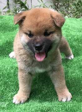 柴犬(標準サイズ)【岐阜県・女の子・2019年7月6日・赤】の写真「目が可愛い甘えん坊の女の子です」