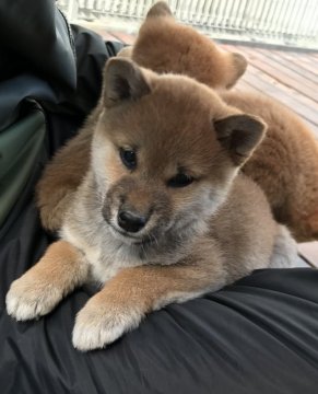柴犬(標準サイズ)【岐阜県・女の子・2018年12月28日・赤】の写真「父似の綺麗な女の子です。」