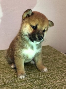 柴犬(標準サイズ)【岐阜県・女の子・2018年12月28日・赤】の写真「人が大好きで甘えん坊です。」