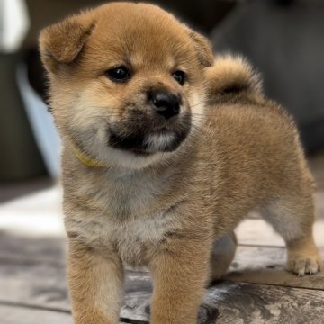 柴犬(標準サイズ)【岐阜県・女の子・2024年7月26日・赤】の写真「濃赤の可愛い女の子🎀トイレトレーニングも順調🌟」