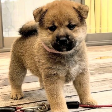 柴犬(標準サイズ)【岐阜県・女の子・2024年7月26日・赤】の写真「濃赤の可愛い女の子🎀トイレトレーニングも順調🌟」