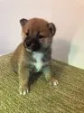 柴犬(標準サイズ)【岐阜県・女の子・2018年12月28日・赤】の写真2「小柄なかわいい子です。」
