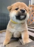 柴犬(標準サイズ)【岐阜県・女の子・2024年7月26日・赤】の写真3