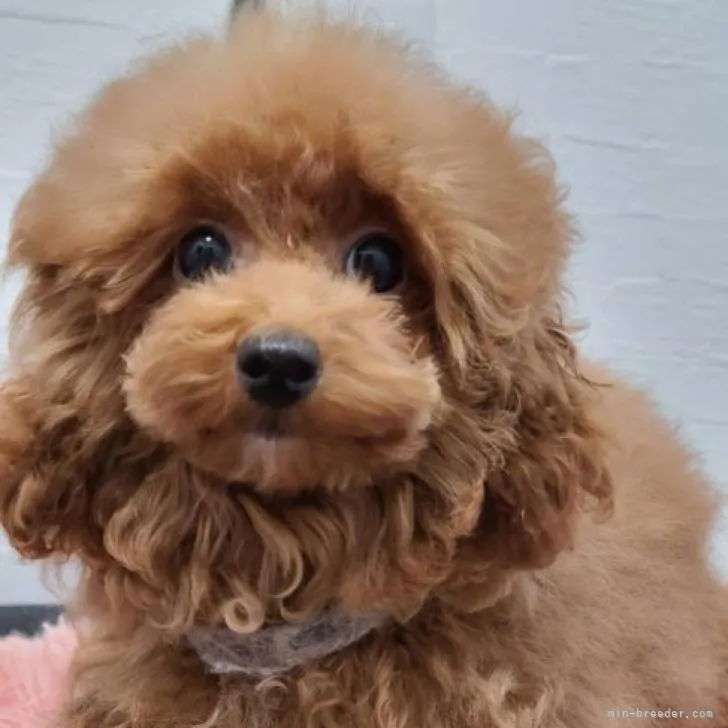 ID：2208-01139の子犬