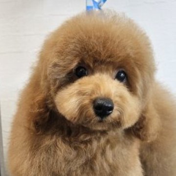 トイプードル(トイ)【鹿児島県・男の子・2023年7月21日・レッド】の写真「フワフワモフモフで可愛い男の子です」