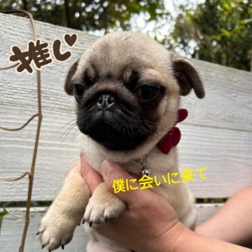パグ【千葉県・男の子・2024年8月11日・フォーン】の写真「兄弟ちゃん達も後2頭兄弟ちゃんだけになりました」