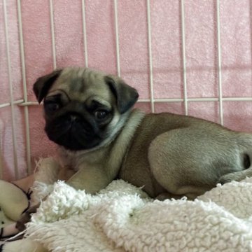 パグ【千葉県・女の子・2025年10月5日・フォーン】の写真「３番目のこの子が小さめですが、ボディー感はショート」