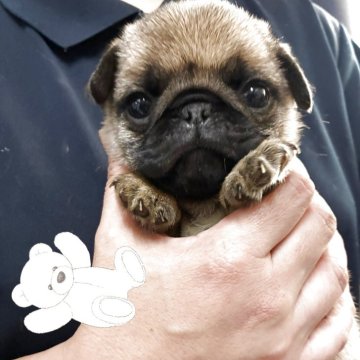 パグ【千葉県・男の子・2025年10月20日・フォーン】の写真「うちの子らしいボディーとお顔立ちイチオシ」