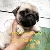 パグ【千葉県・女の子・2025年5月10日・フォーン】の写真1「社会化期色々覚え興味深々の動きがたまりません」
