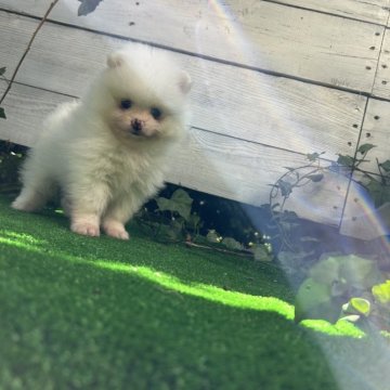 ポメラニアン【千葉県・男の子・2024年8月2日・クリーム】の写真「お顔の可愛いい兄弟ちゃんです」