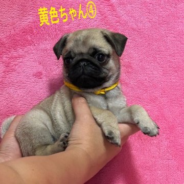 パグ【千葉県・男の子・2024年8月11日・フォーン】の写真「小顔なで小ぶりな兄弟達ですがバランスとれてまず」