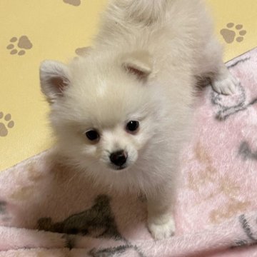 ポメラニアン【千葉県・男の子・2024年4月6日・クリーム】の写真「兄弟の中で少し雰囲気違うイケメン君」