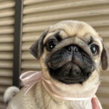 パグ【千葉県・男の子・2024年6月10日・フォーン】の写真「両親とも優良血統でございます」